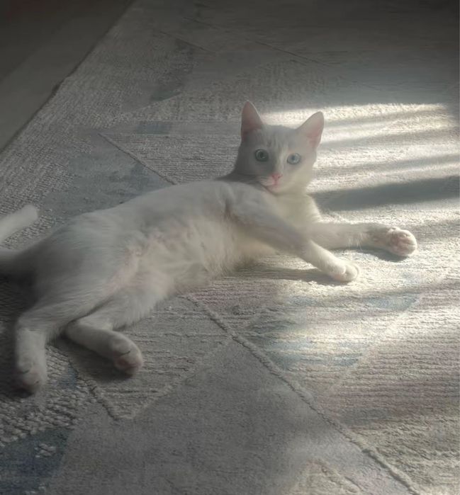 домашний белый котенок