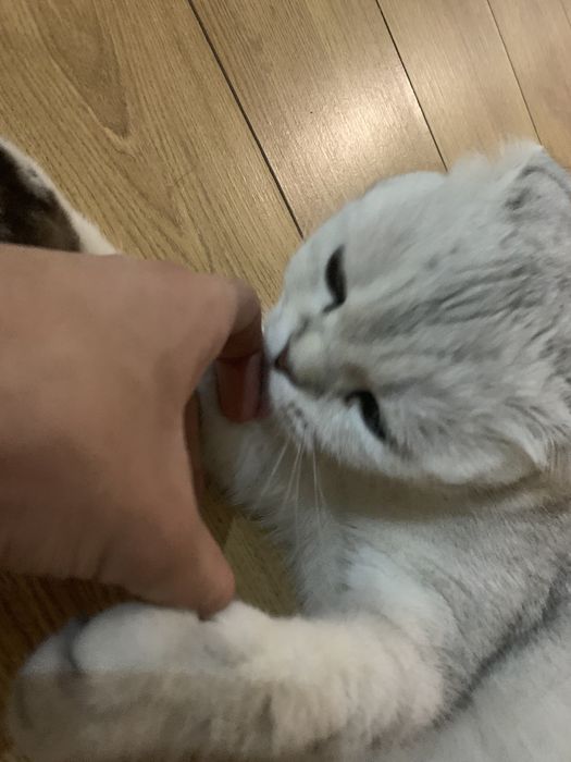 Скотиш фолд кошка