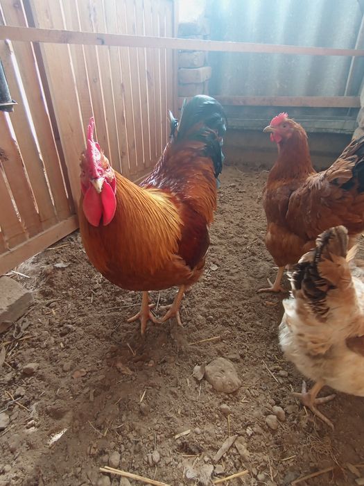 Nugemshi tovuq tuxumlariga zakaz olamiz 15 min