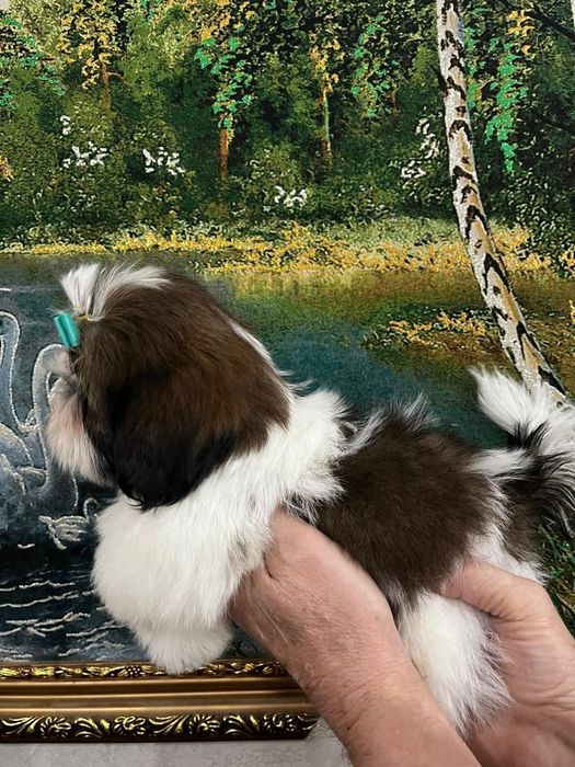 Ши-тцу шикарные малыши