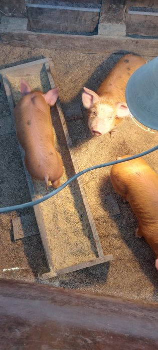 Прасета Дурок микс