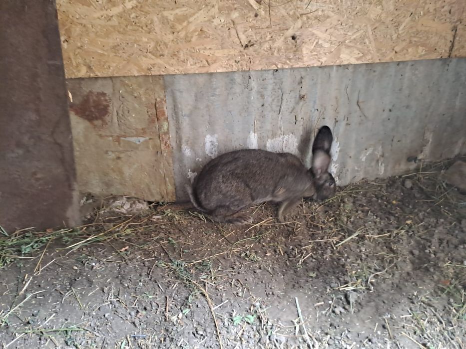 Vând  2 masculi și 2 femele