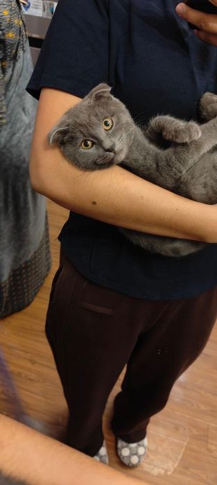 Потерялся кот 6 Месяцев