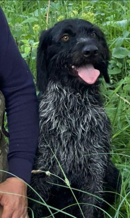 Пропала собака дратхар