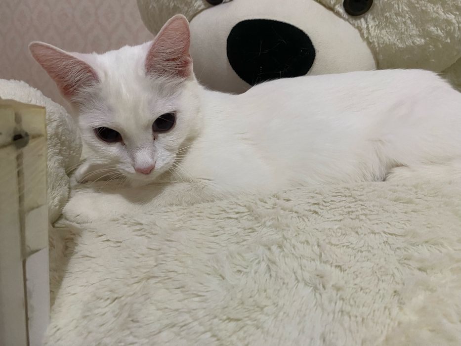 Отдам белую кошечку