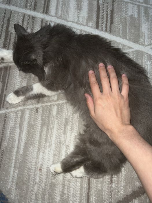 Кошка Бесплатно хорошие руки