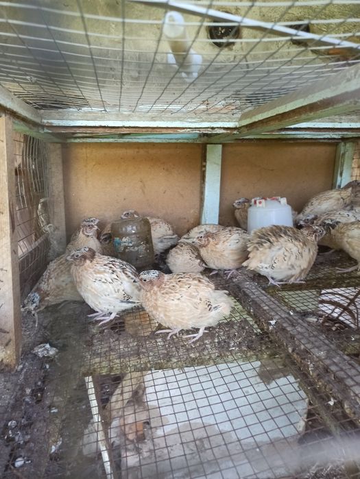 Продам перепелок, бөдене.