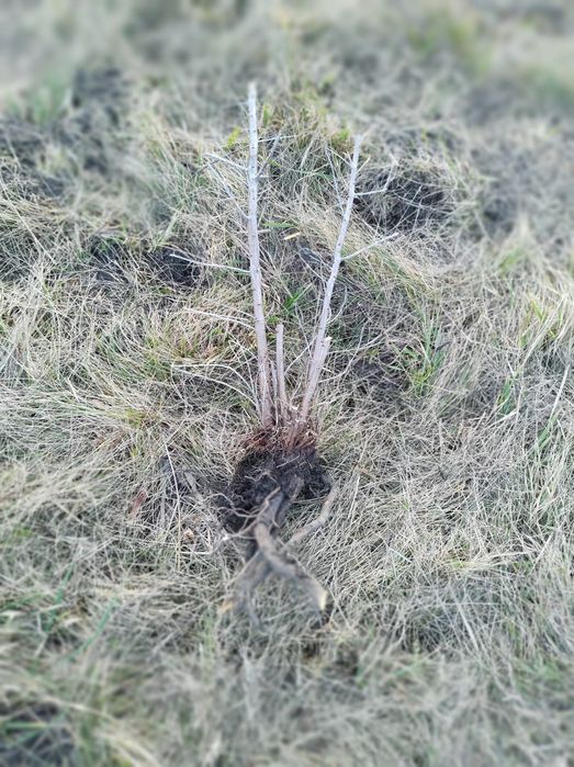 Vînd puiet catina pnetu mai multe detalii la telefon mulțumesc