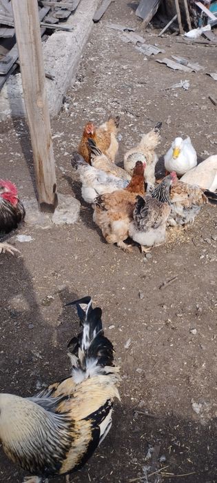 Продам курей и петухов