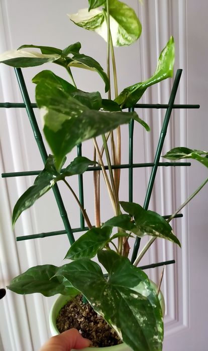 Комнатные растения продам