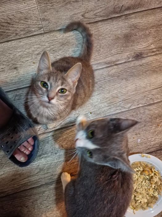 Отдам котят в хорошие руки