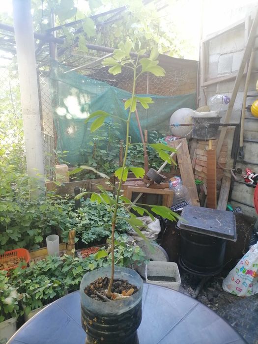 Дръвчета гинко билоба,,Здраве и злато в едно "