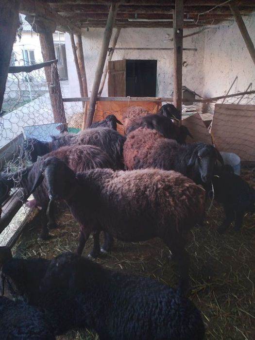 Ona bola qozoqi quylar