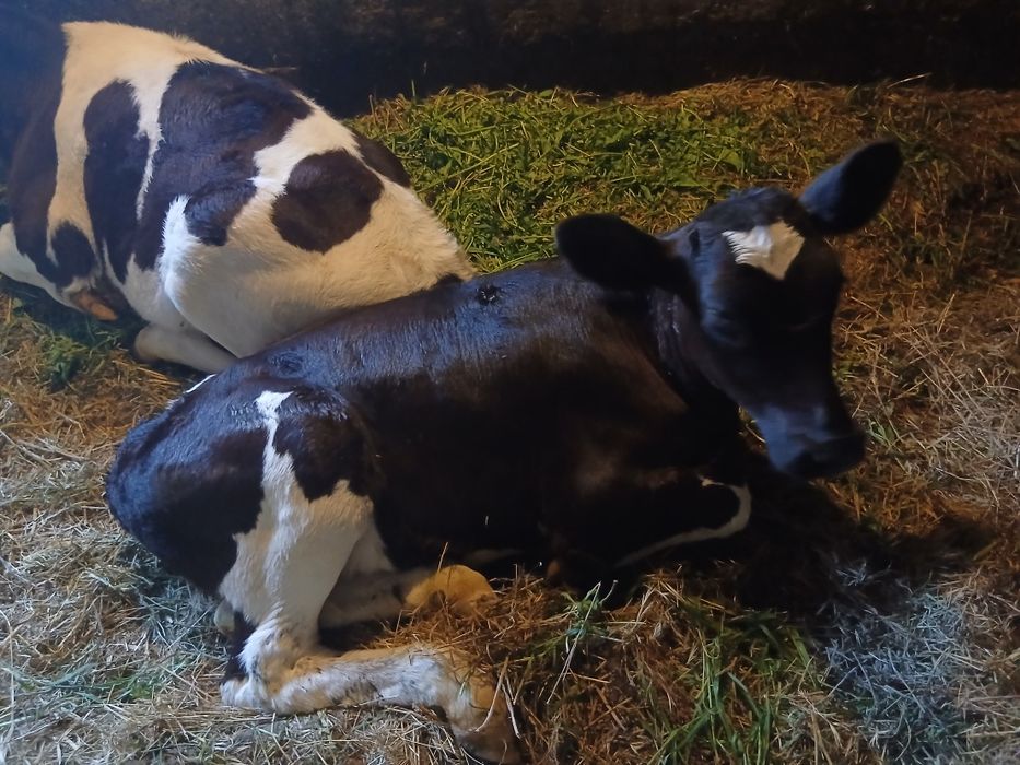 Vițică Holstein pur