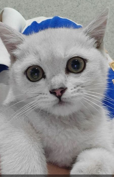 Кошка шотландская серибристая шиншила СРОЧНАЯ ПРОДАЖА