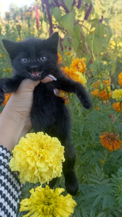 Кошечки,девочки.