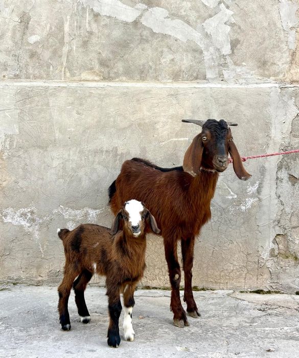 Битал ешкі лағымен ешкы ешкі коза козы