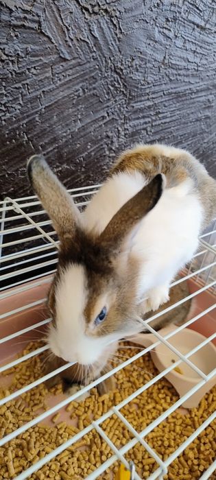 Продаются кролики 4 штуки
