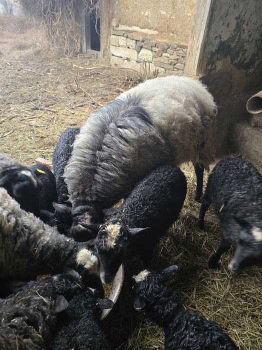 Berbec Romanov de vânzare