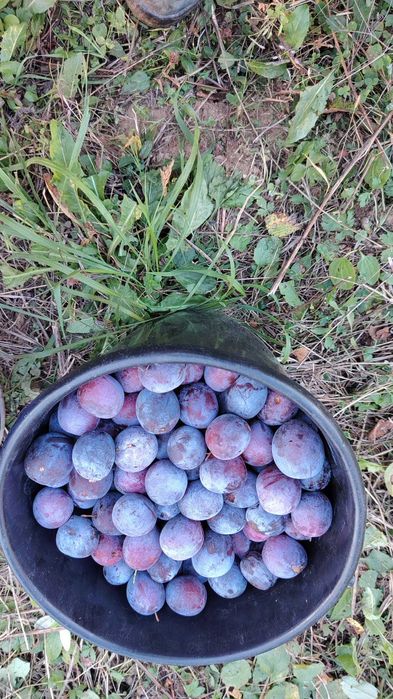 Fructe mere si prune