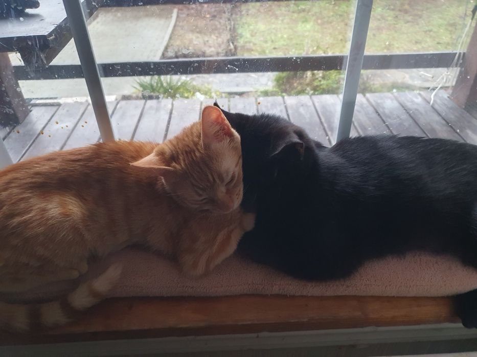 Căutăm o casă pentru doi frați de nedespărțiti Sofia si Jinxi
O fetiț