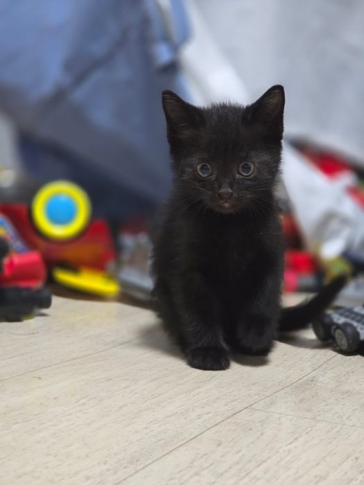 Котята умные, ласковые