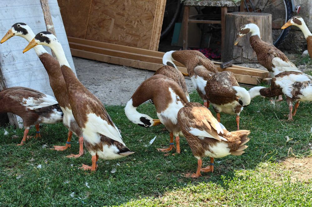 Oua rata alergătoare indiana, culoare maro baltat