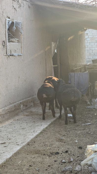 Quzi quchqorlar qurbonlikga zotga ham sotiladi  30/40/50/60/70 kiloli