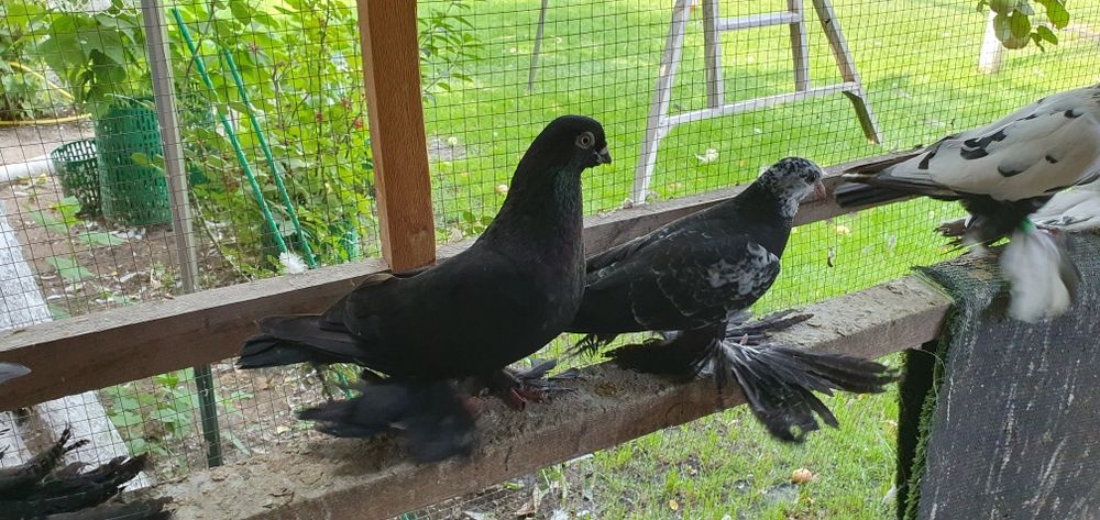 Голуби бойные разных мастей