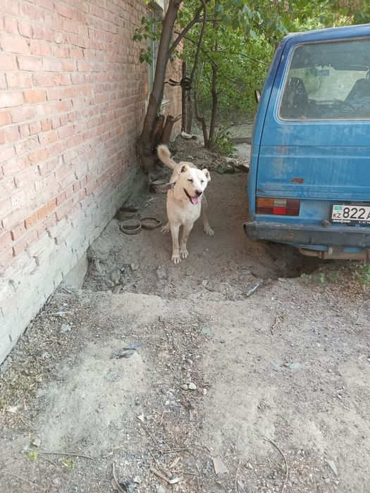Отдам в добрые руки