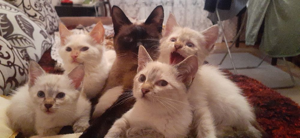 Отдам котят сиамские