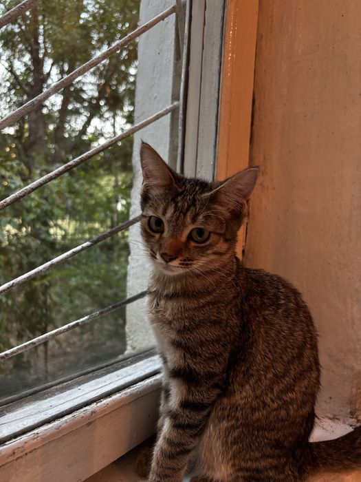 Котята в добрые руки!