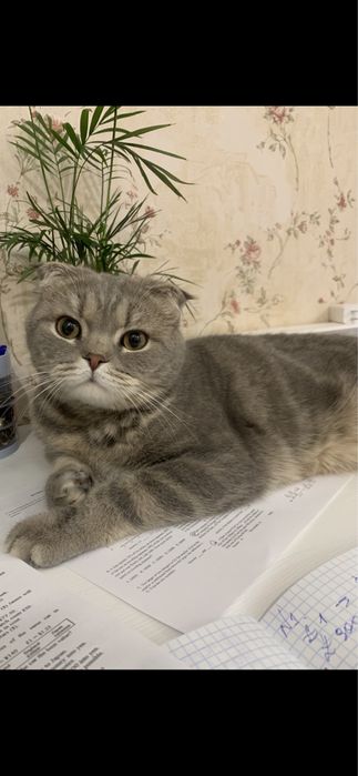 Пропал КОТ!