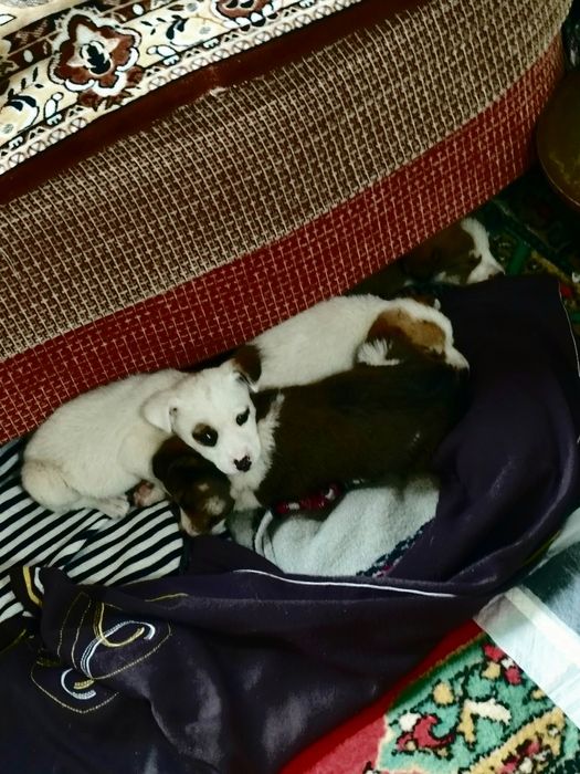 Адам красивых щеночков добрые руки