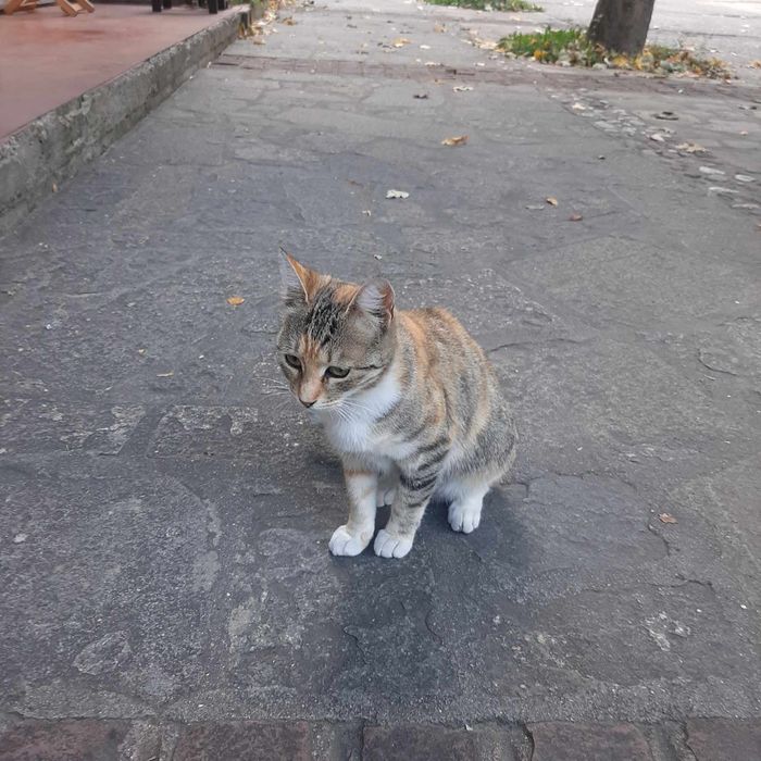 Трицветна котка търси дом, много добра и гальовна