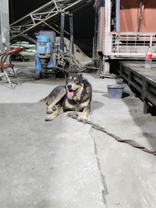 Alabay 1 Yarm yow 200$