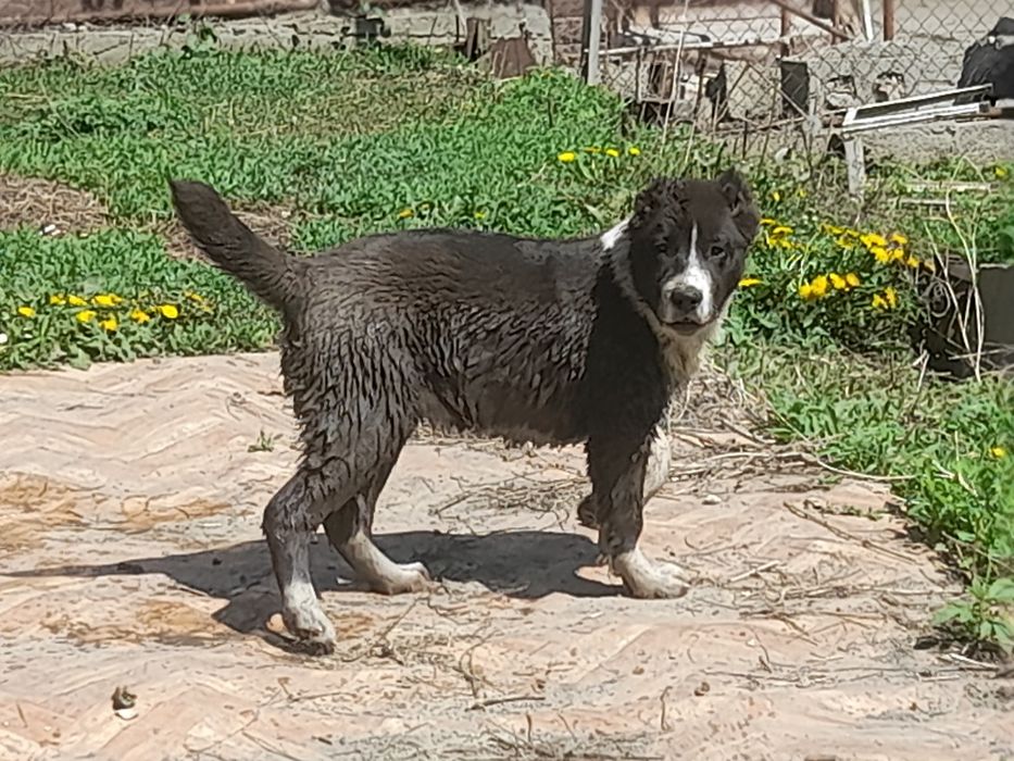 Кобель САО Алабай