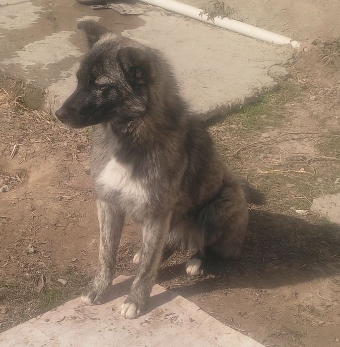 Щенки в добрые руки