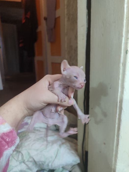 Бронирование котят сфинксов