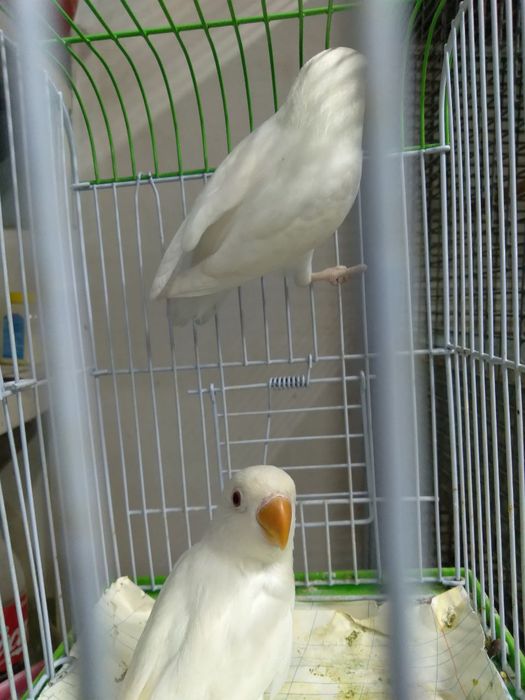 toti qushlar sotiladi