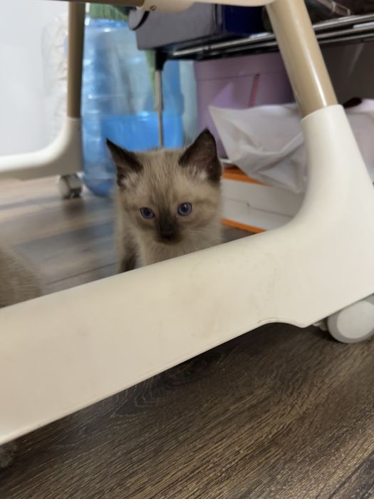 Отдам котят в добрый руки!