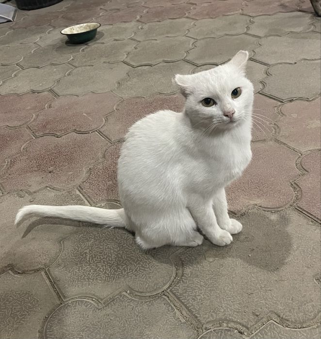 Кошка ищет добрые руки