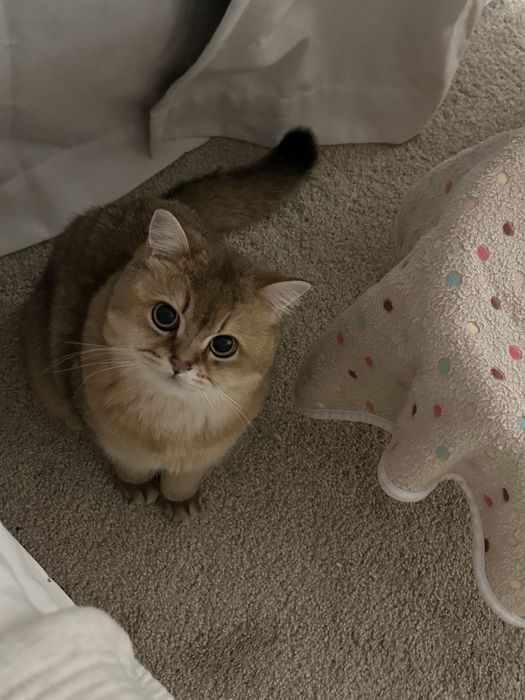 Британская кошка Скоттиш-страйт