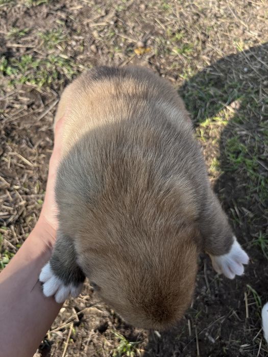 Алабай кушыктер