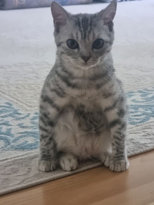 Породистая кошка