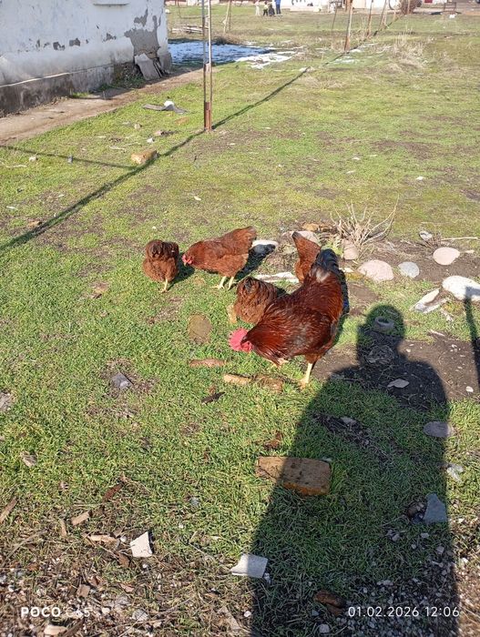 Продаются Оптом Куры Хан Хяп