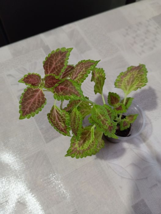 Укоренённые колеусы