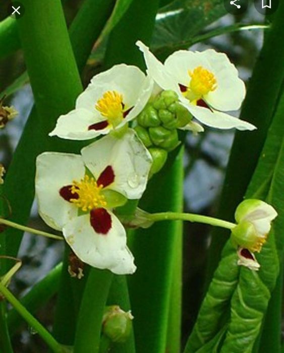 Продам аквариумные растения