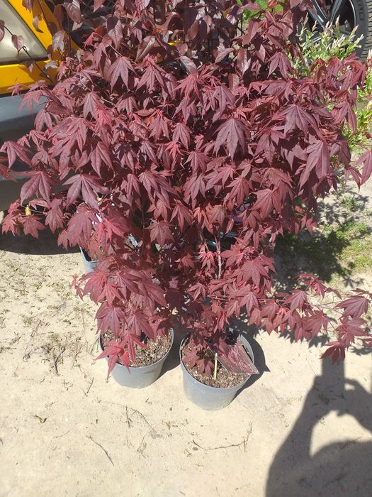 Vand hortensii la ghiveci  și artari japonezi la ghiveci