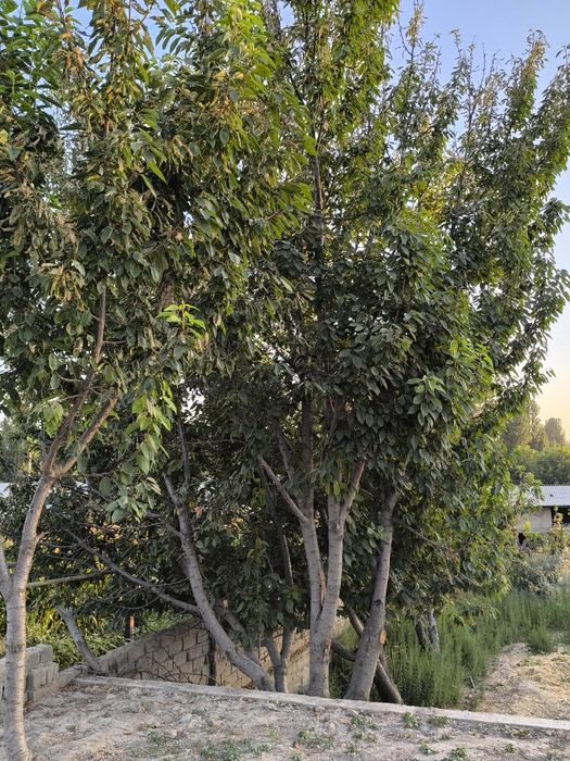 Вилла куриш учун мулжалланган 20 сотих бог девор уралган